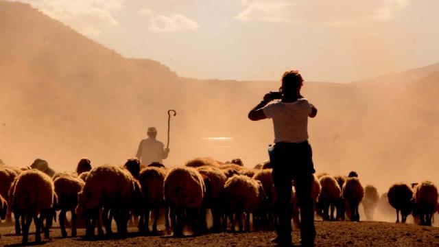 Nemrut Dağında sürülerin tozlu yolculuğu