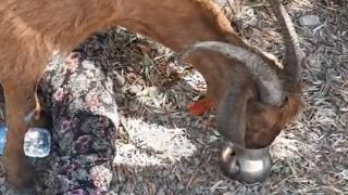 Enkazın altından 6 gün sonra canlı çıktı