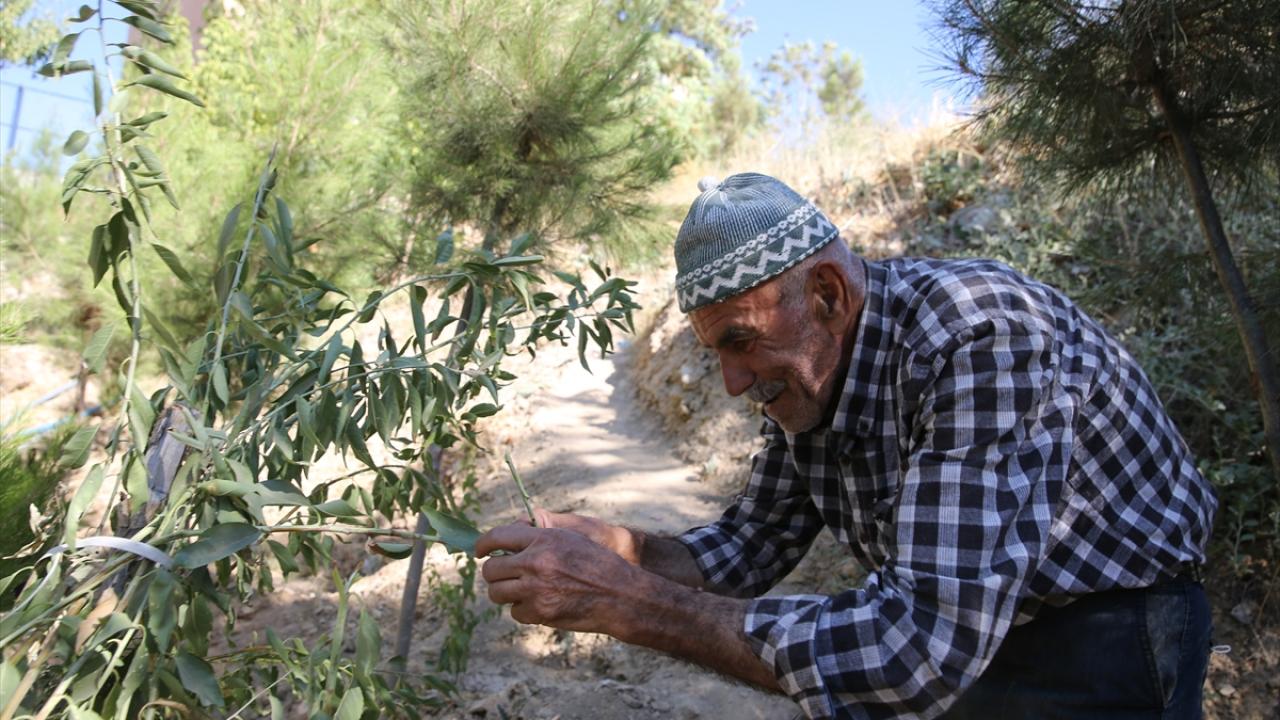 "Herkes bir ağaç dikse 84 milyon ağaç olur"