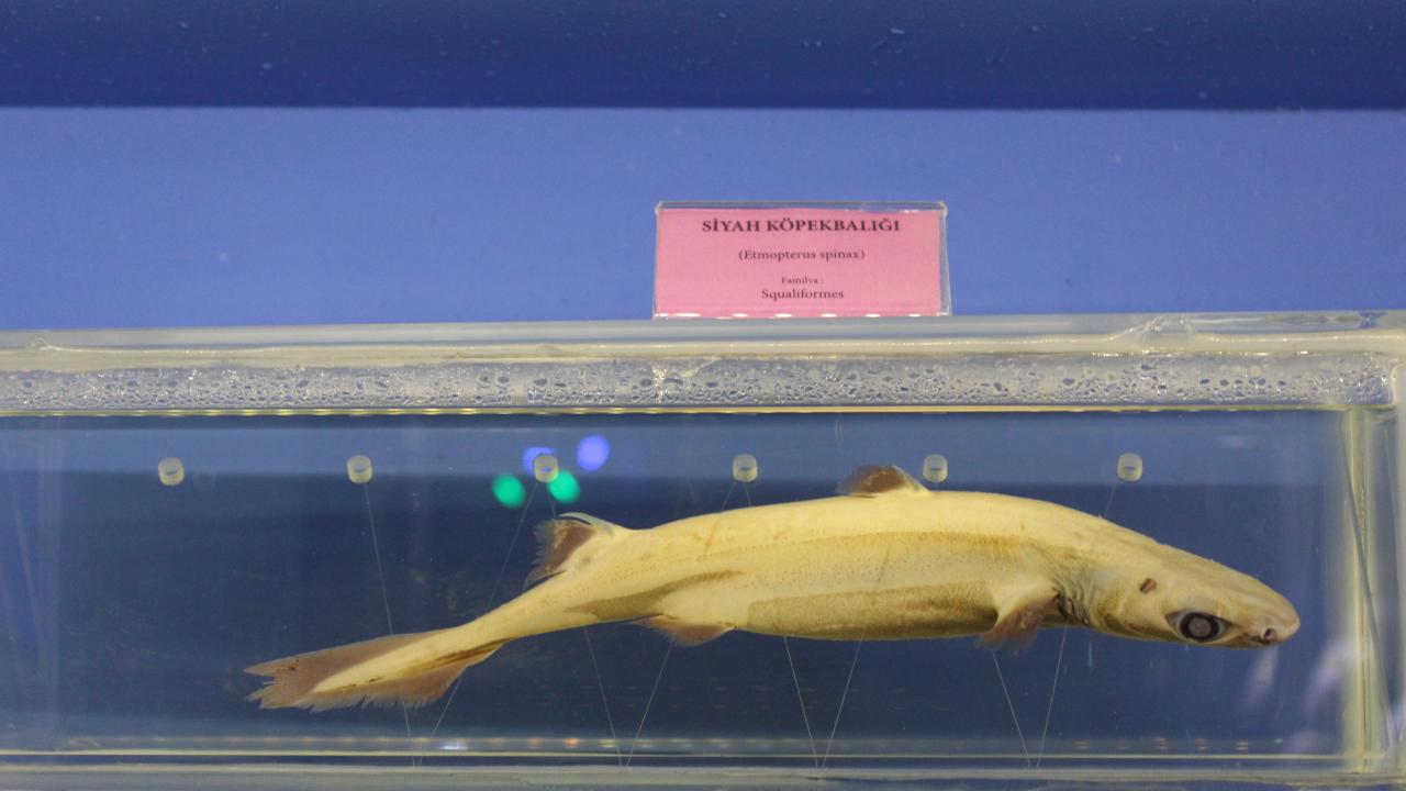 Siyah Köpek Balığı 