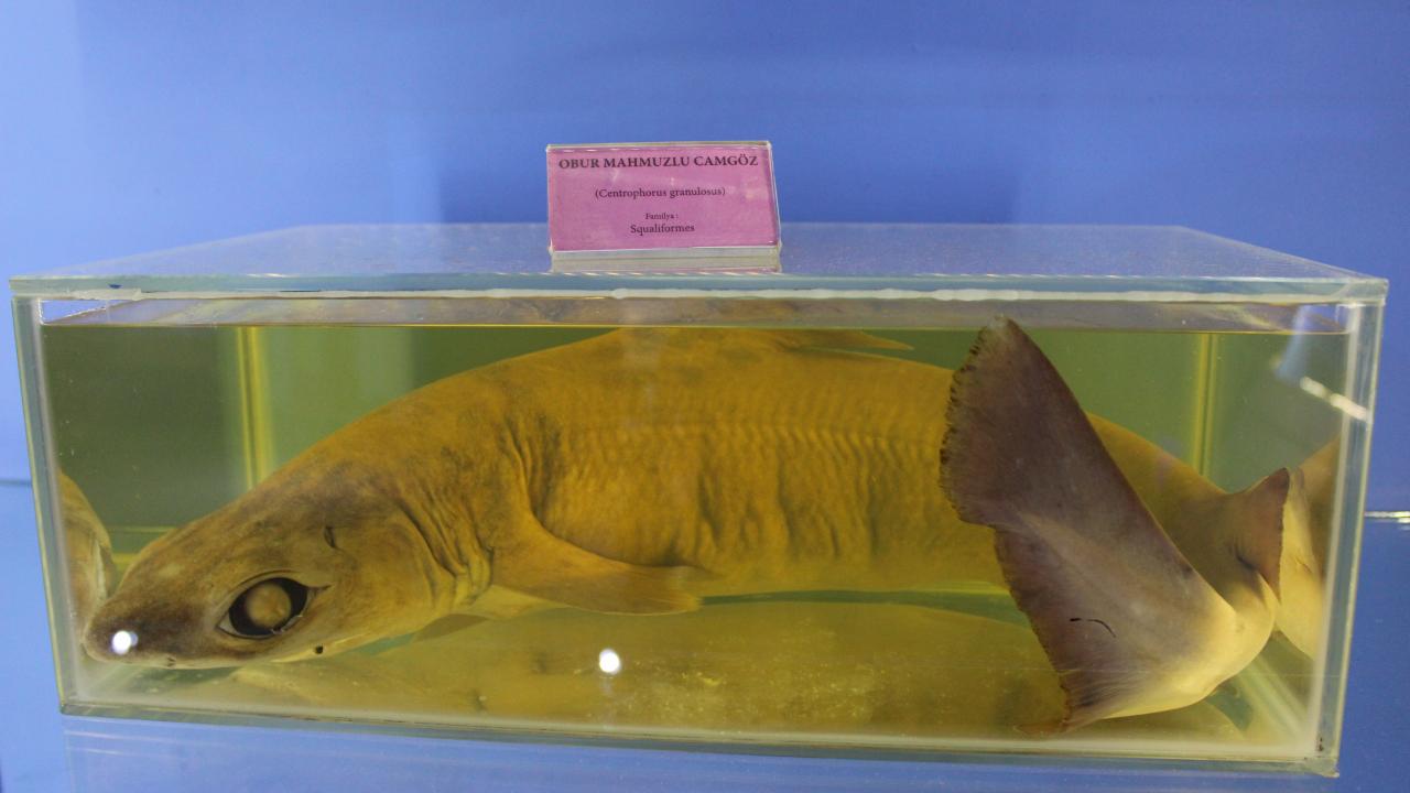 Obur Mahmuzlu Camgöz