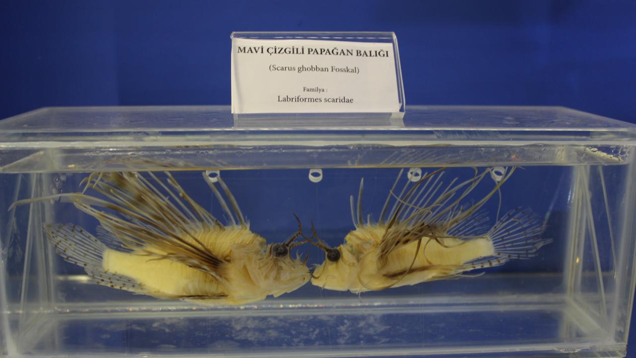 Mavi Çizgili Papağan Balığı