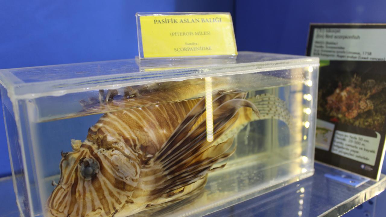 Pasifik Aslan Balığı 