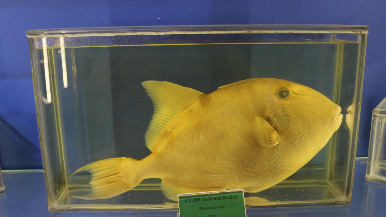 Çütre Yasemin Balığı 
