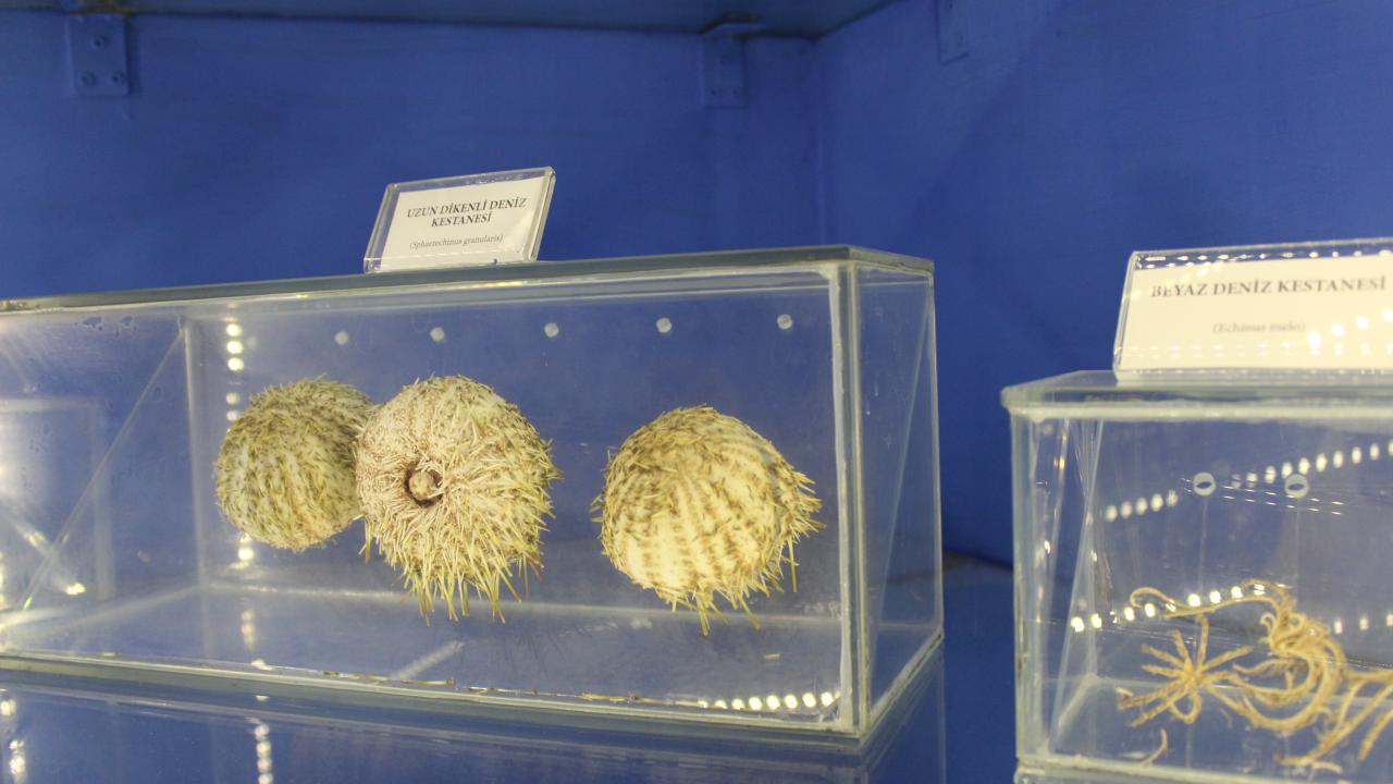 Uzun Dikenli Deniz Kestanesi 