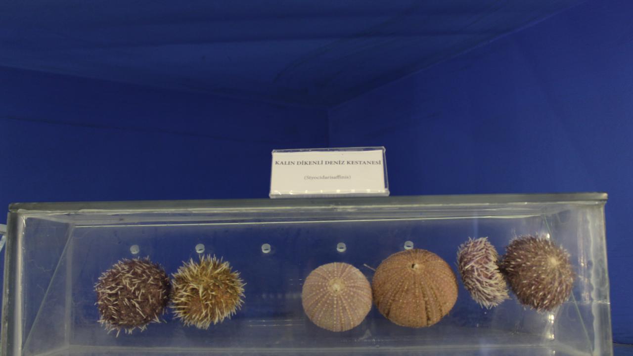 Kalın Dikenli Deniz Kestanesi 