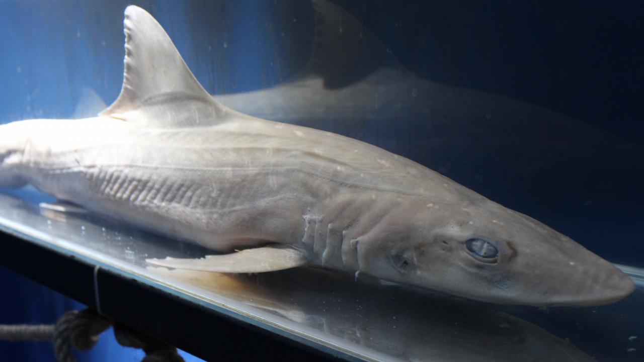 Camgöz Köpek Balığı