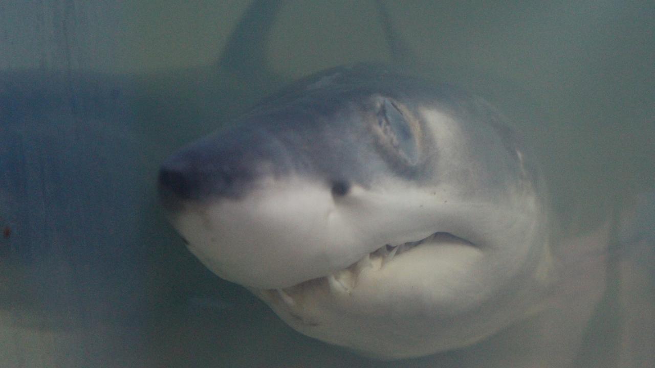 Makro Köpek Balığı Palamut Azmanı 