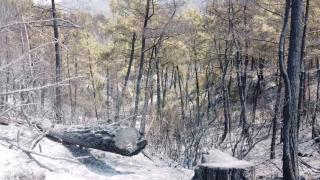 Kızıldağ artık kül karası