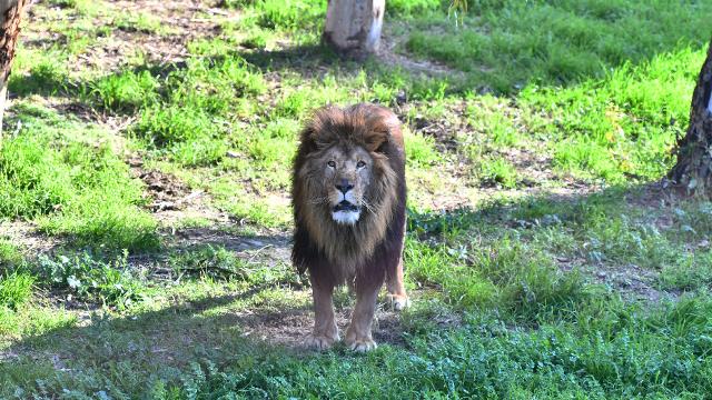 Japonya'da aşırı sıcaklar nedeniyle hayvanat bahçesinde üç aslan öldü haber görseli