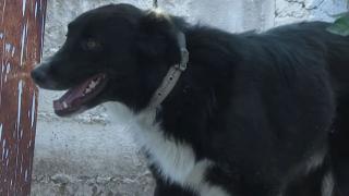 Aydın'ın kahraman köpeği Rıfkı