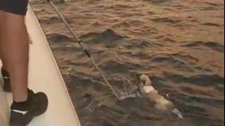 Yangından kaçıp denizde mahsur kalan köpek kurtarıldı