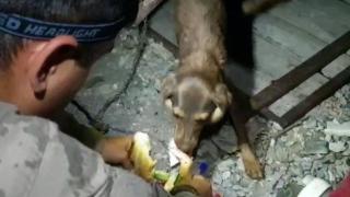 Yangın bölgesinde mahsur kalan köpek ve yavruları kurtarıldı