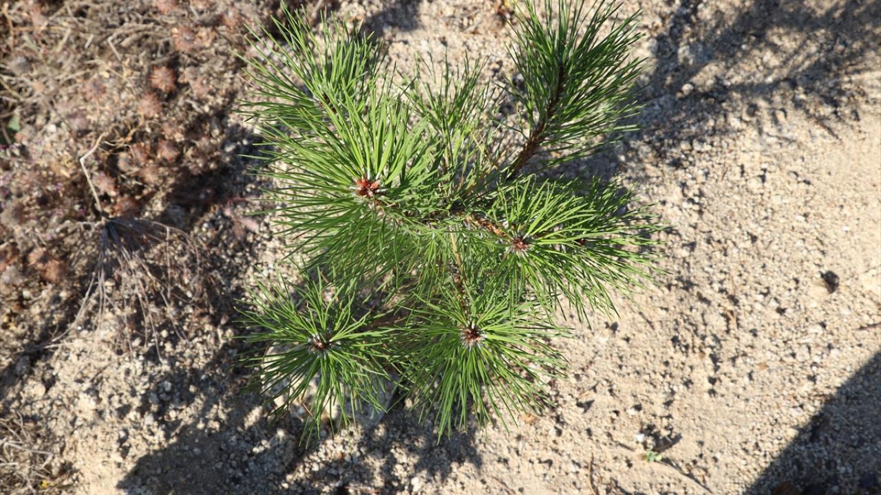 3 ilçede yanan 300 hektar ormanlık alan da yeşillendirildi