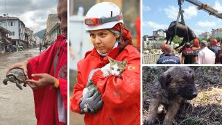 Selde hayvanlar da kurtarıldı