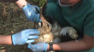 Yangından kurtarılan yaralı leylek sağlığına kavuştu