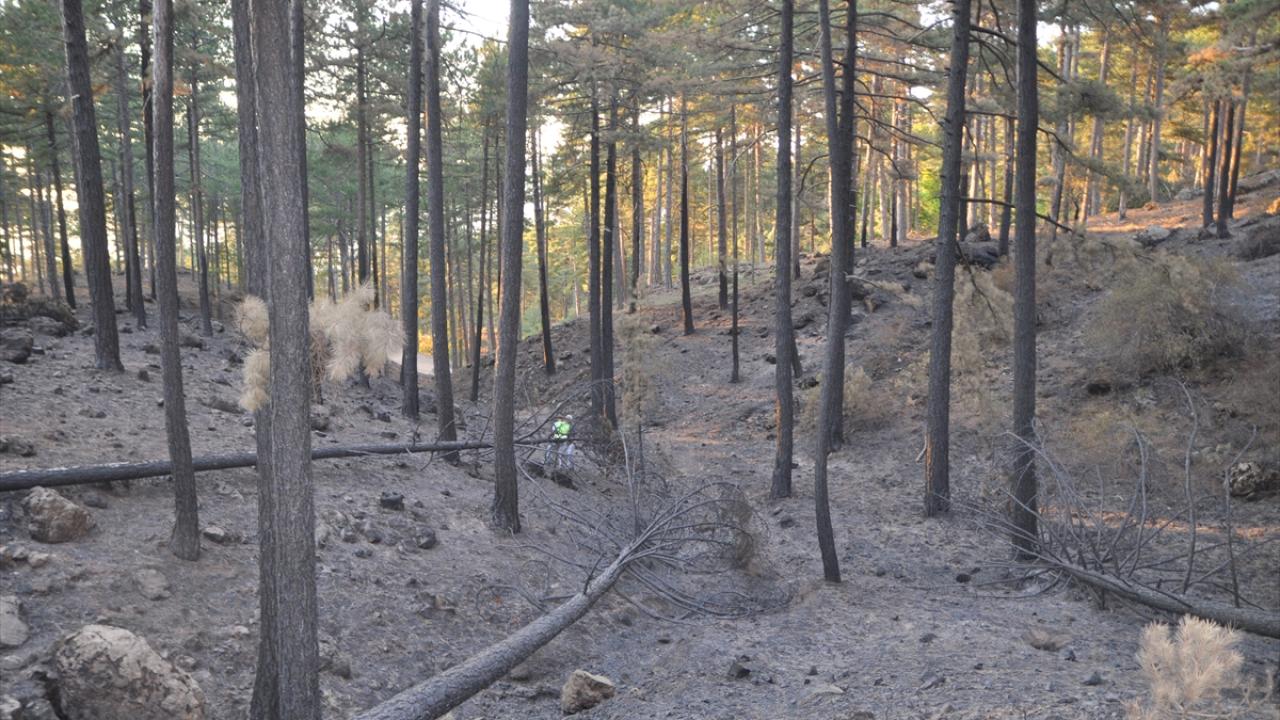 "Bitki köklerinde yeşerme var"