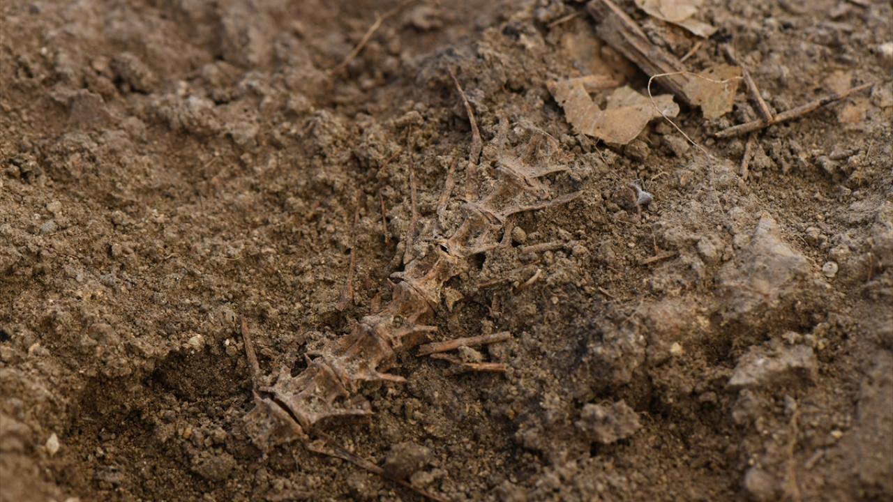 "Bu yıl da balık omurgaları tespit ettik"