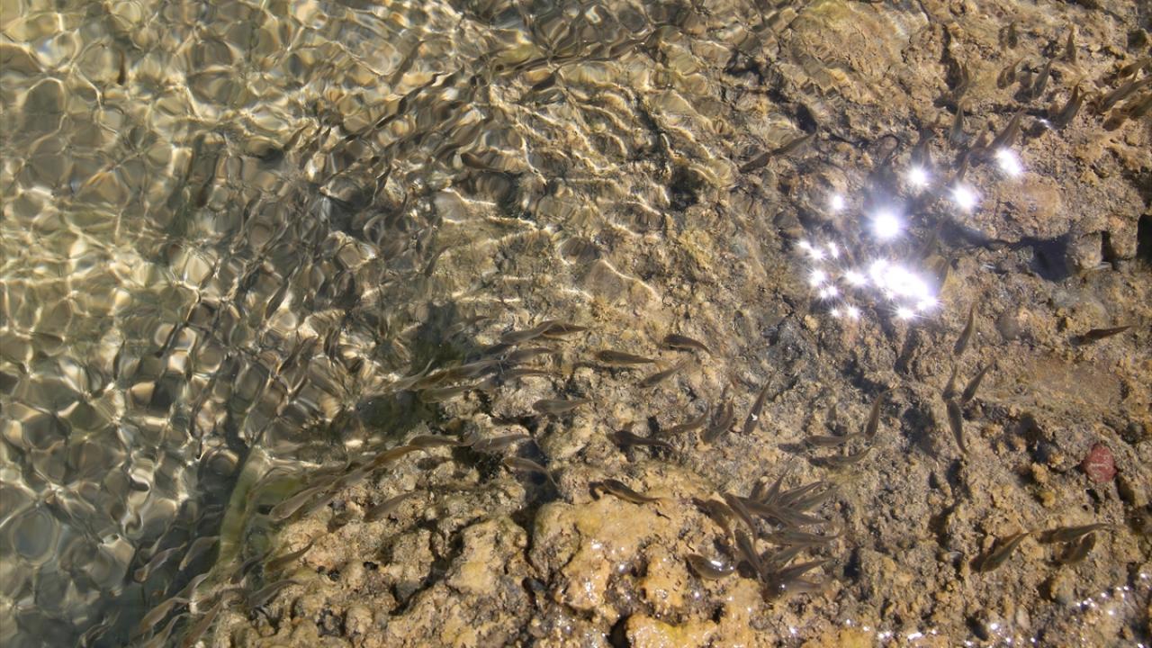 Avcılık yoluyla yılda yaklaşık 500 ton sazan elde ediliyor