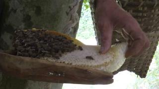 Kara kovan balının sağım serüveni