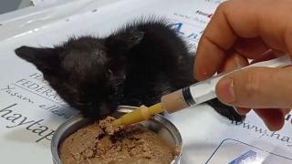 Kedi yavrusu ağzı bağlı poşette bulundu
