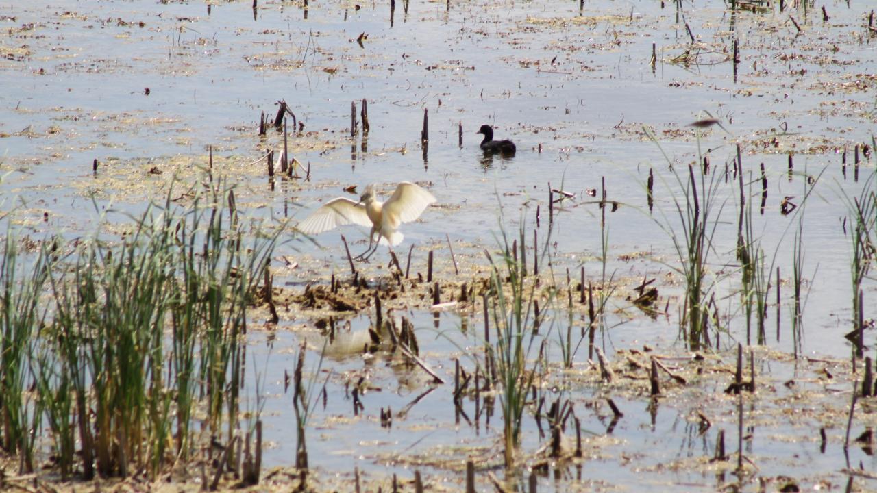 "Göl kıyıları 200 metre kadar çekilmiş durumda"
