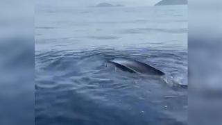 Deri sırtlı deniz kaplumbağası görüntülendi