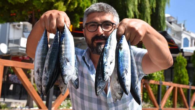 Sezonun ilk palamutları tezgahlarda yerini aldı