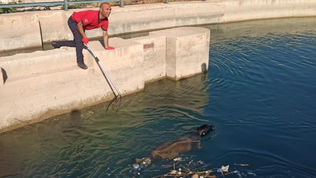 Sulama kanalında düşen köpek kurtarıldı