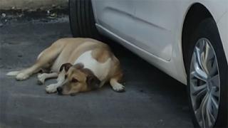 Sokak köpeğinin şikayet edilmesine tepki gösterdi