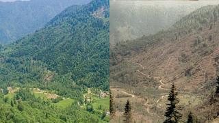 Yanan ormanlar yeniden yeşile dönecek