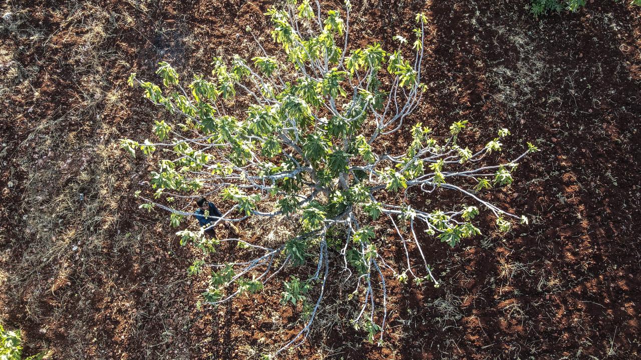 Muhammed, cephe hattındaki tarlasında çalıştıracak işçi bulamadığını belirterek