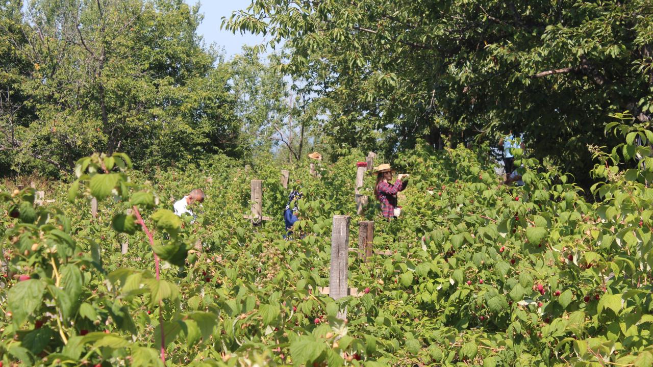 Fiyatlardan çok memnun olduklarını dile getiren Ersoy, 