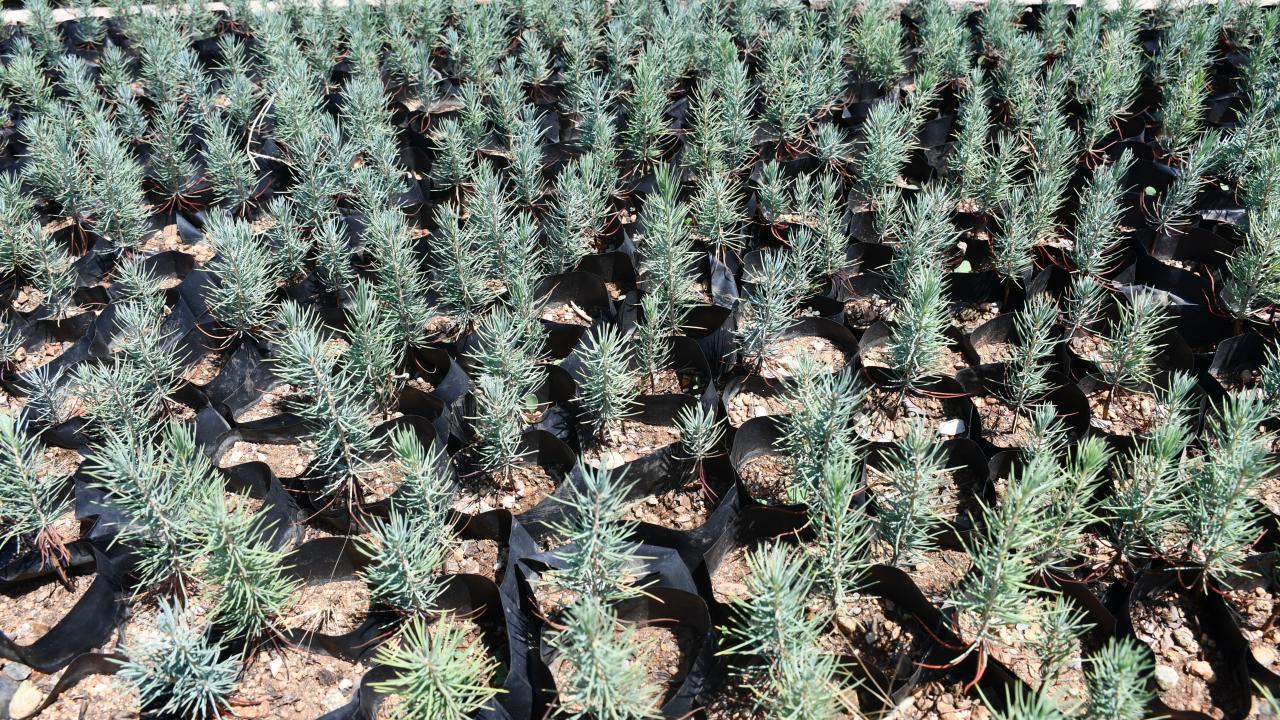 "Yeşil vatan için canımız pahasına çalışıyoruz"