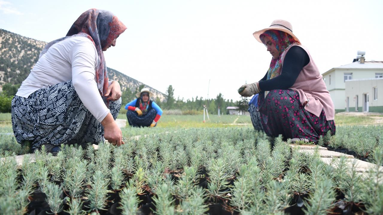 "Yanan alanlar senesi içerisinde ağaçlandırılıyor"