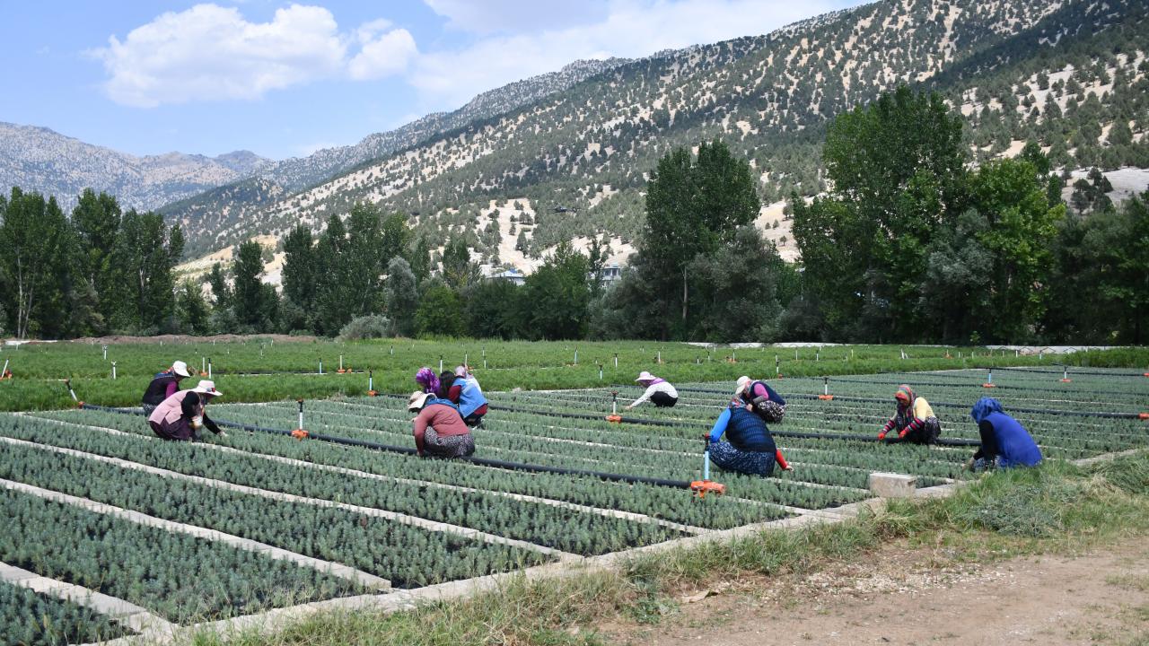 Yanan alanlar için Tekir, Göksun, Serinyol ve Gaziantep fidan şefliklerinde yoğun çalışma yapıldığını belirten Doğan,
