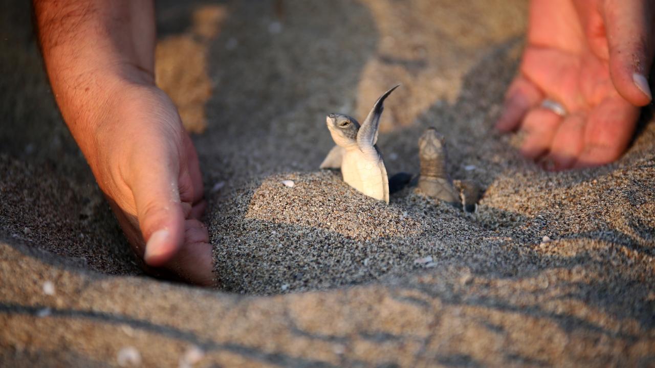 "Yumurtlama sürecinden sonra yavrular peyderpey denizle buluştu"