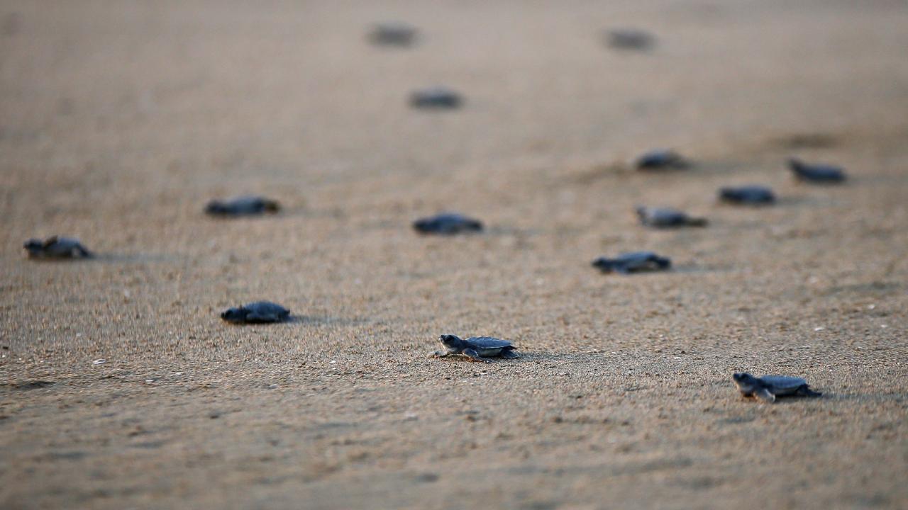 Akyatan Yaban Hayatı Geliştirme Sahası`nı "Yuvalama için oldukça verimli" şeklinde değerlendiren Çangır, şöyle konuştu: