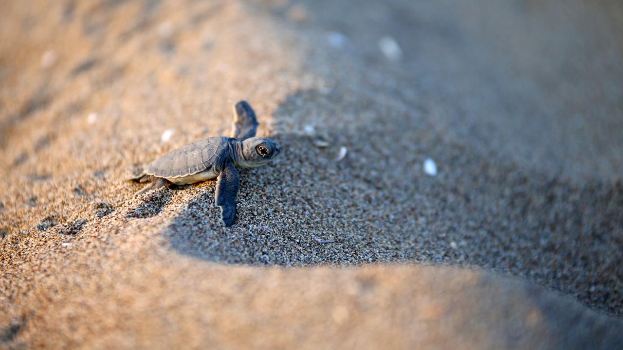 "Yavruların tamamına yakını yuvadan sağlıklı çıkıyor"