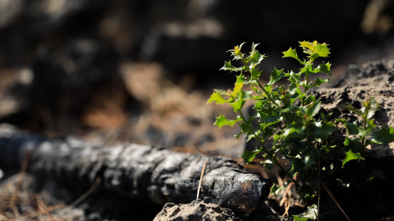 En az 15 kök yeşerdi