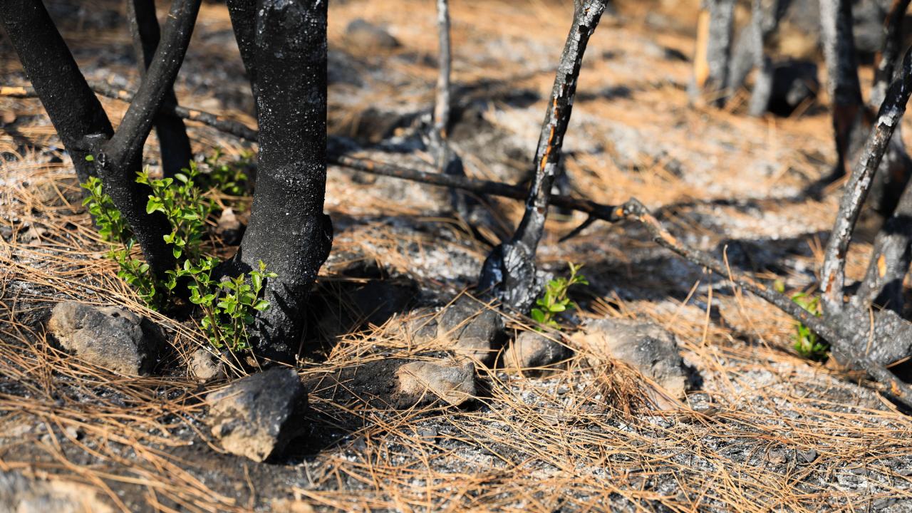 "Doğanın yeniden kendisini toplamasına yardımcı oluyoruz"