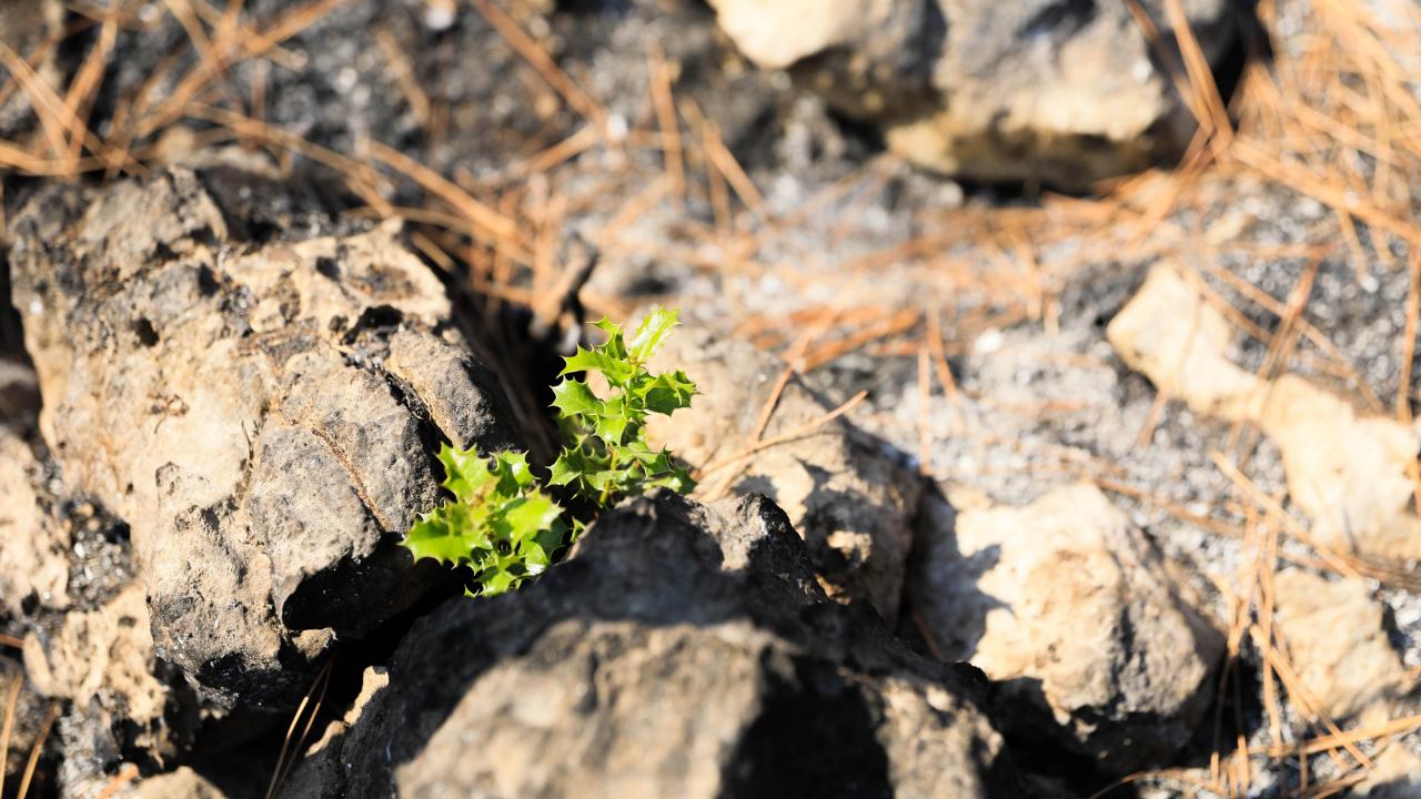 Hayıt, yeşeren ilk bitki oldu