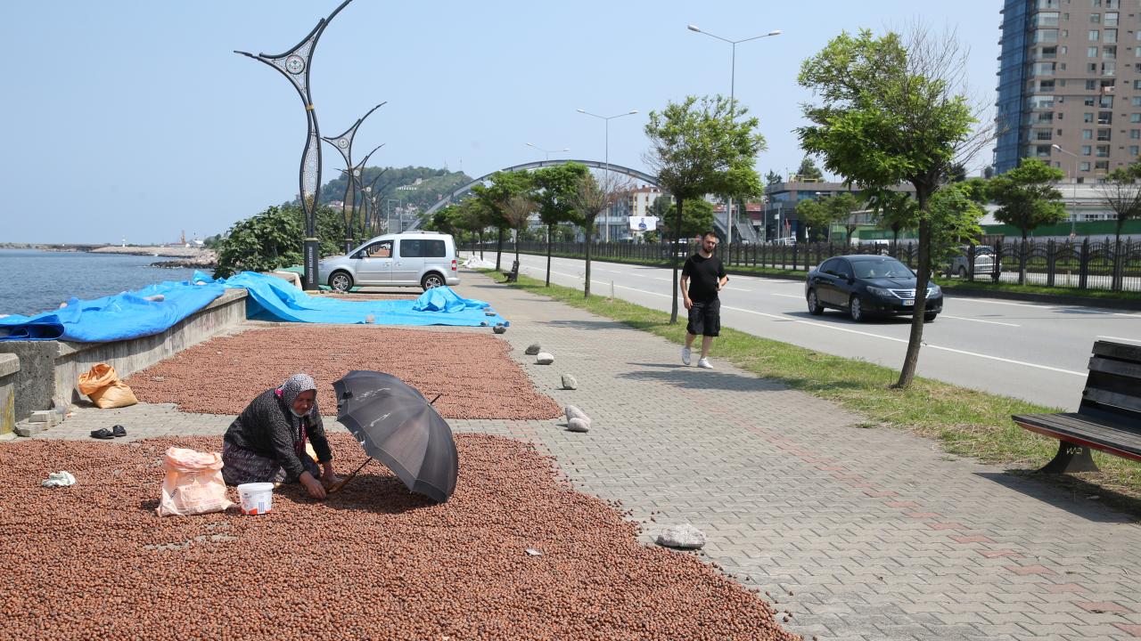 Avni Turan da bu sene hasadın geçen yıla göre daha verimli olduğunu belirterek, 