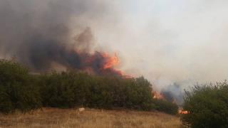 Manisa'da makilik alanda yangın