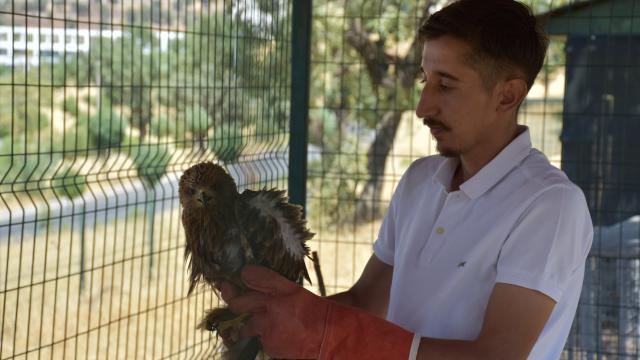 Şırnakta yaralı bulunan ve tedavisi tamamlanan kuşlar doğaya bırakıldı