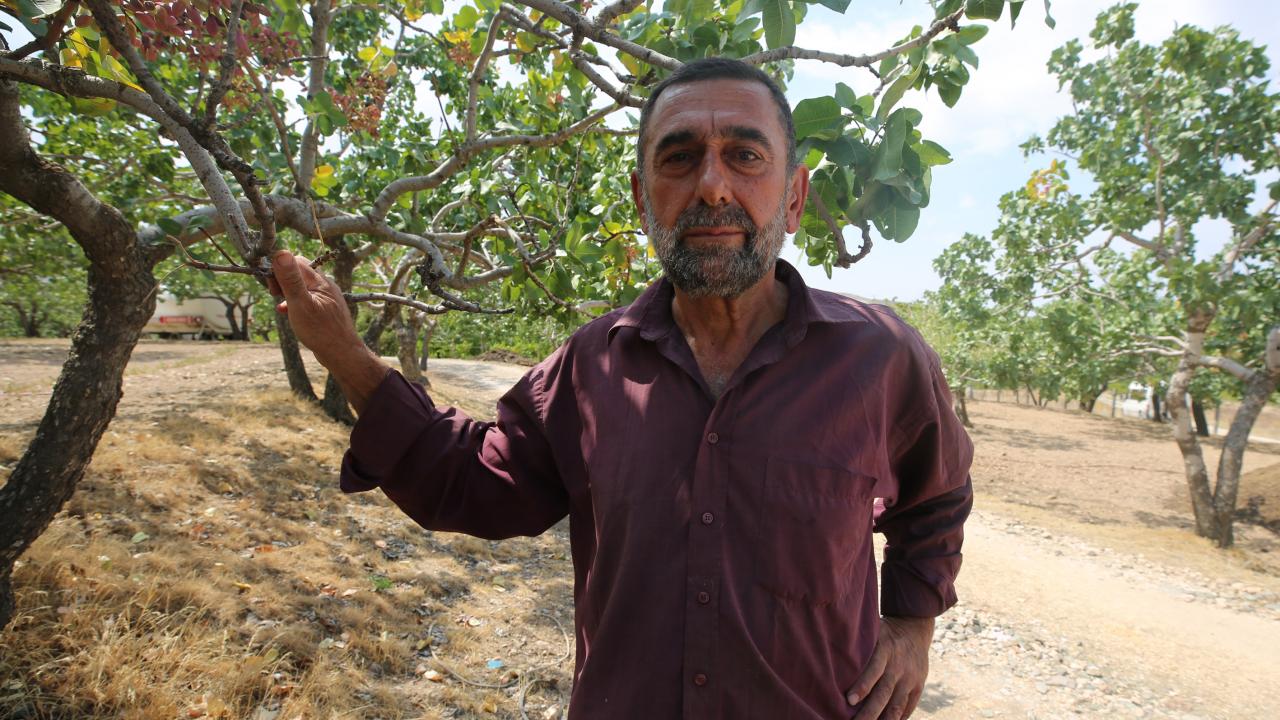 Kentte fıstık yetiştiriciliğinin daha da gelişeceğine inandığını aktaran Çelik, şöyle konuştu: