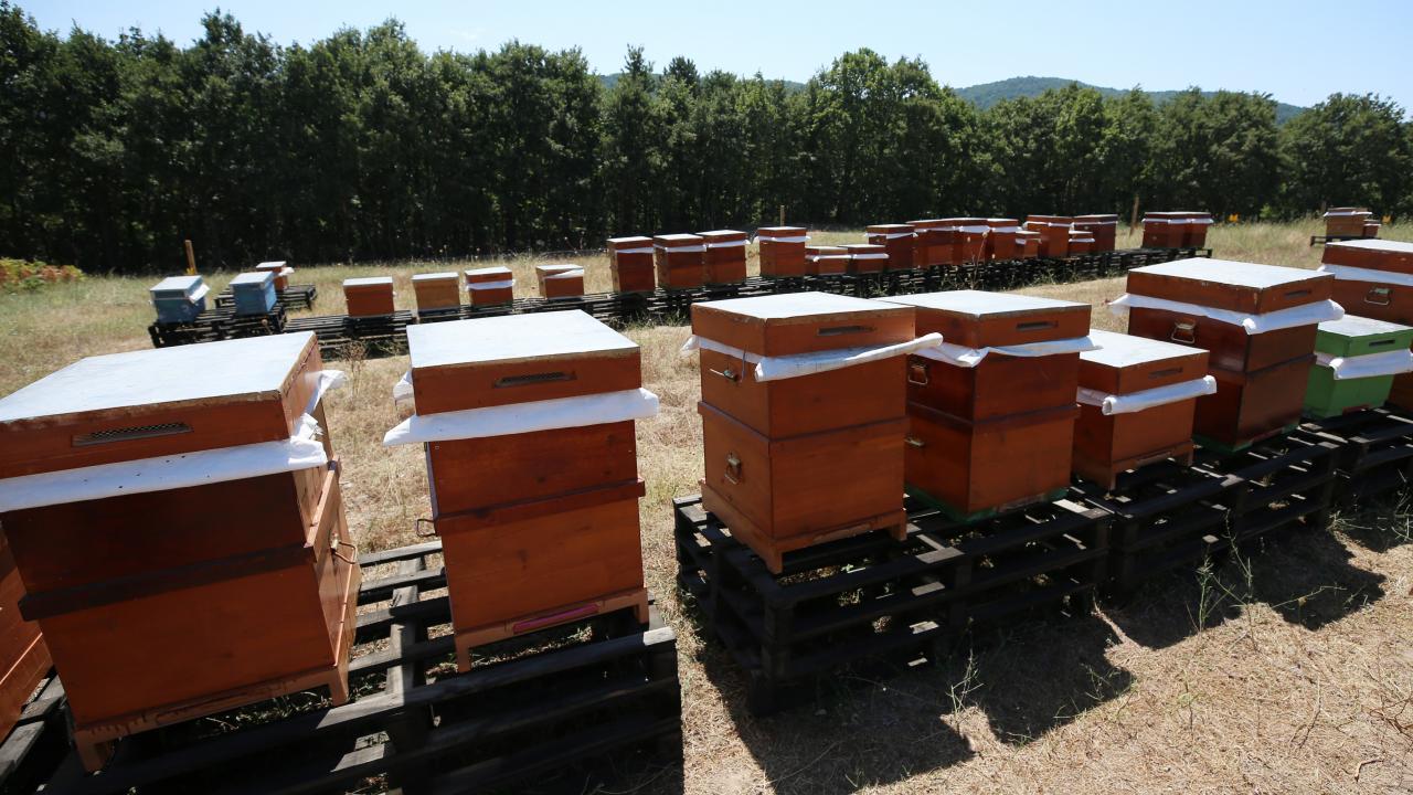 Kovanların bulunduğu alana karabuğday ve kişniş ektiğini belirten Aydoğdu, şöyle konuştu: