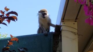 Hayvanat bahçesinden maymun kaçtı