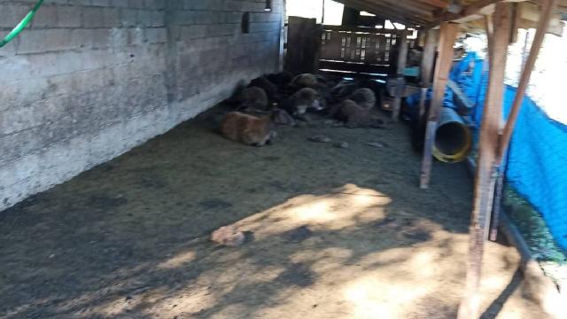 Ağıla giren kurtlar 40 koyunu telef etti