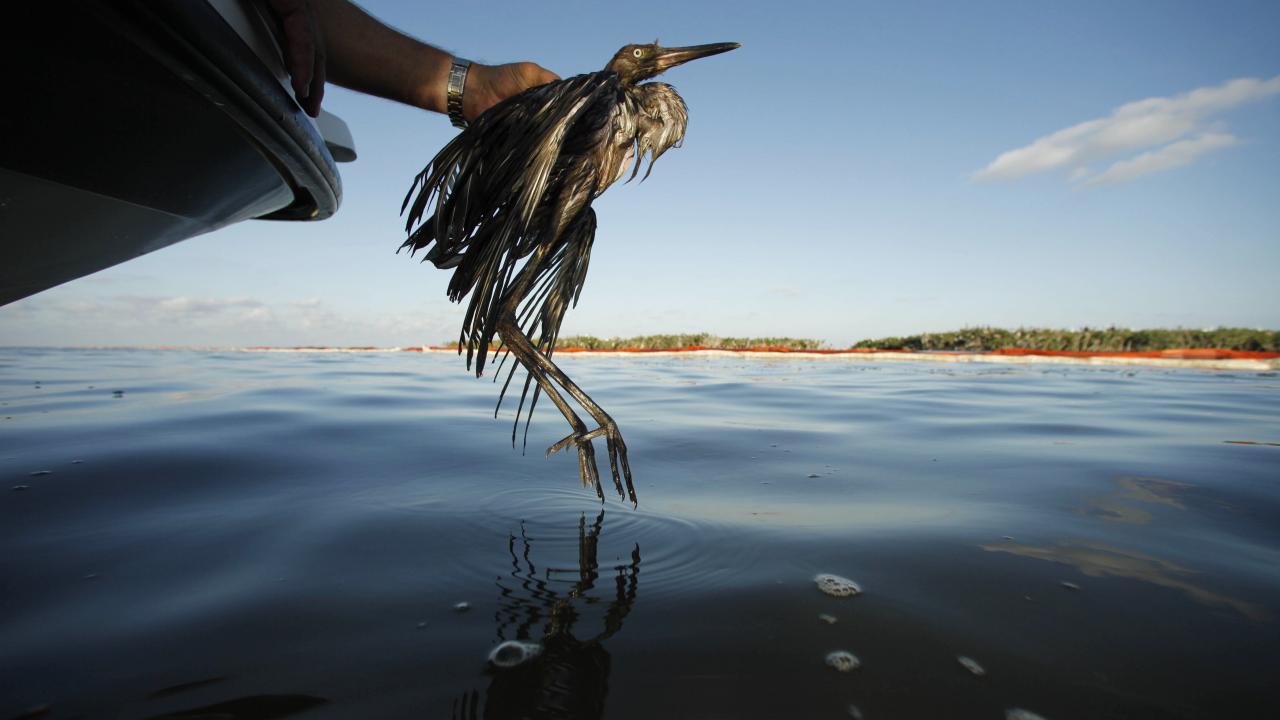 BP`nin Deepwater Horizon petrol sızıntısı (2010)